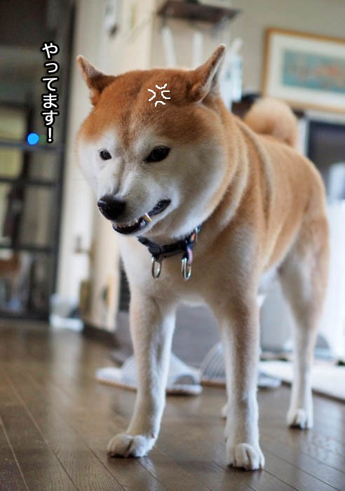 11日夜ブログ４
