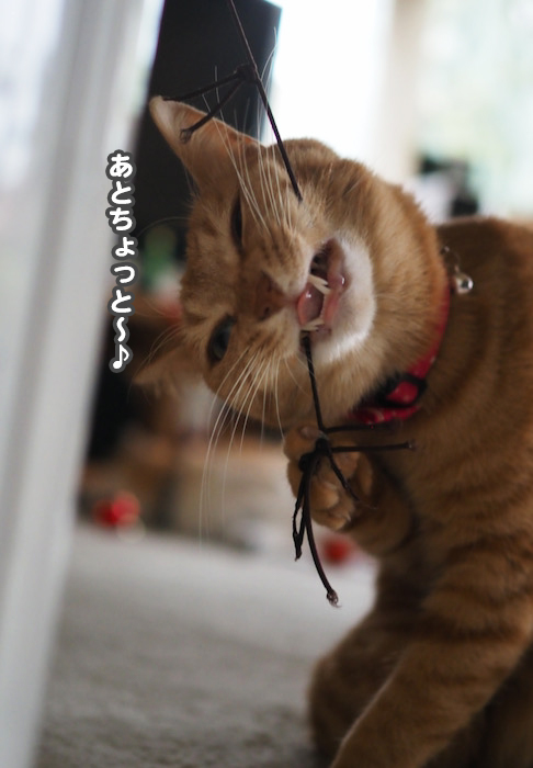 10日夕ブログ９