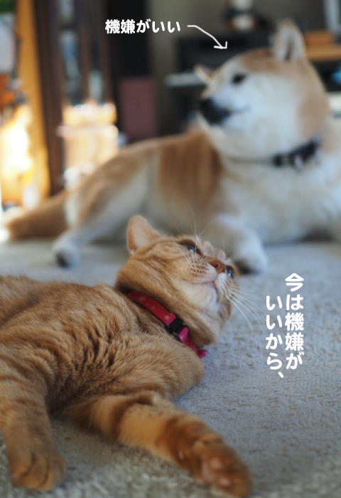 11日夕ブログ４