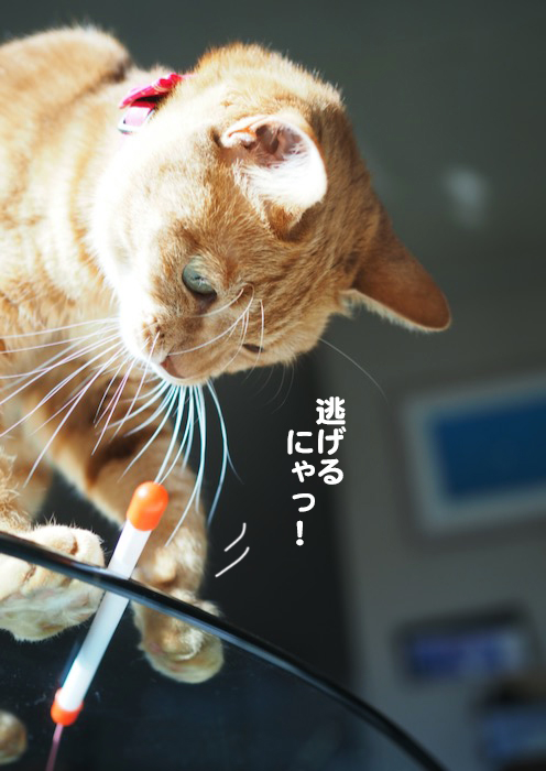 27日夕ブログ４
