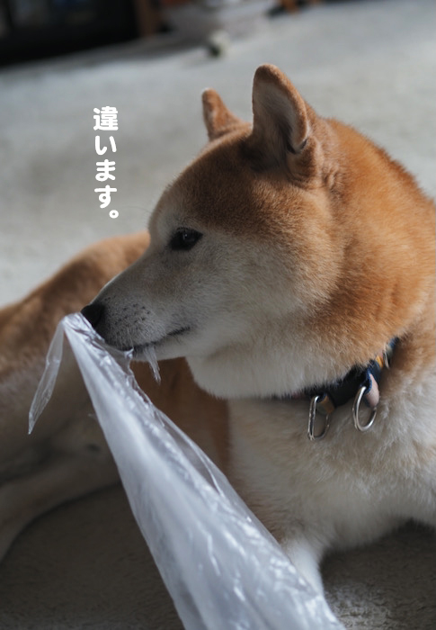 16日夕ブログ４