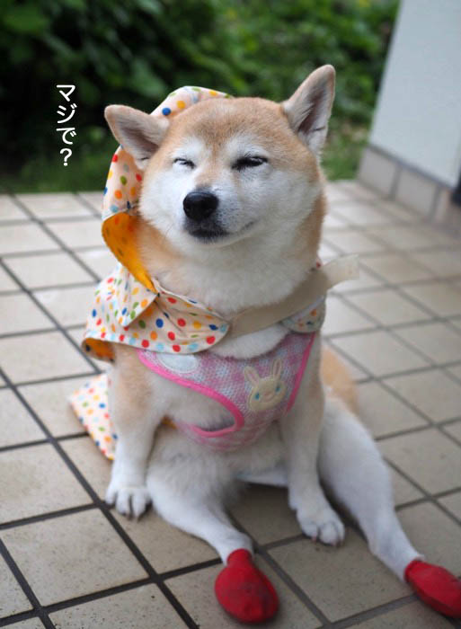 19日夕ブログ５
