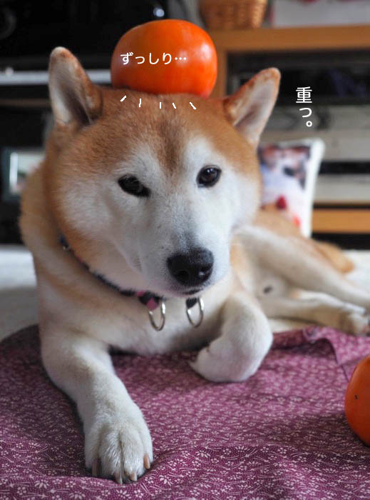 19日ブログ３