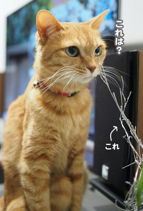 9日夕ブログ２