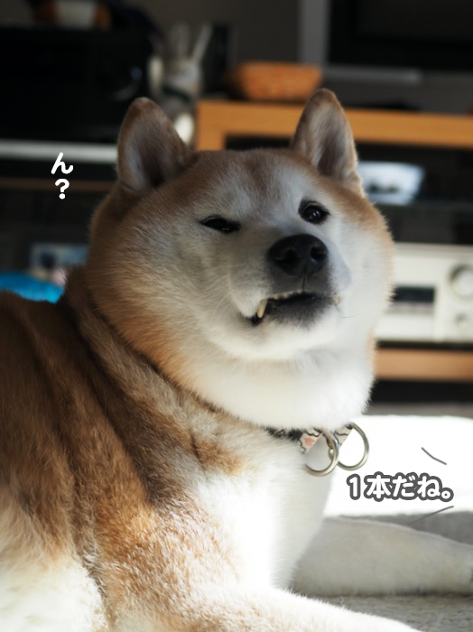 20日夕ブログ４