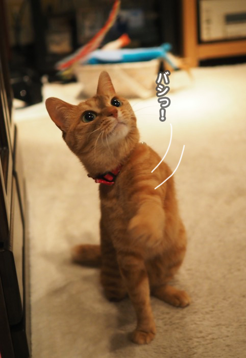 30日夕ブログ６