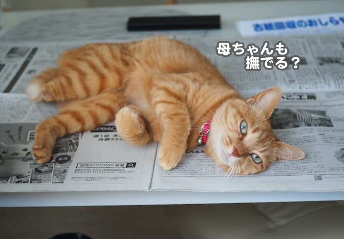 30日ブログ５