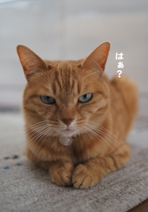1日ブログ７