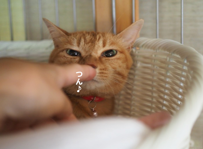10日夕ブログ８