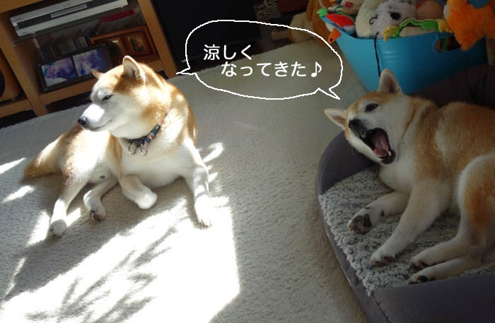 29日夕ブログ２