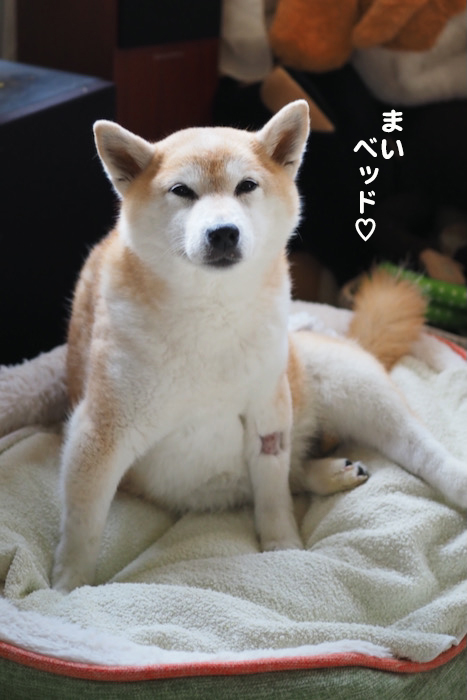 11日夜ブログ２