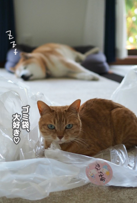 5日夕ブログ９