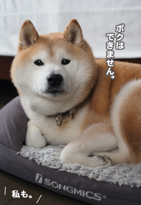 29日夕用ブログ5