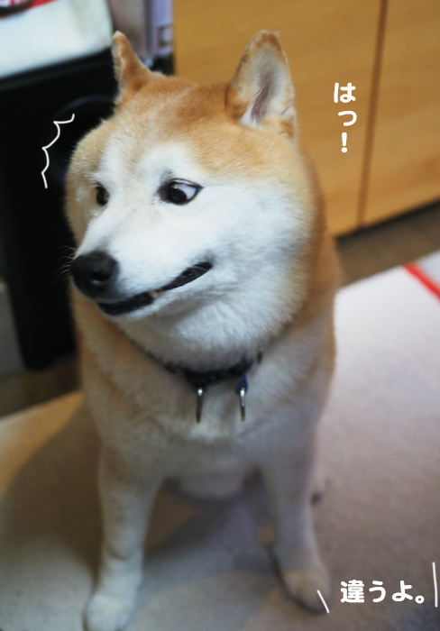 11日夕ブログ６