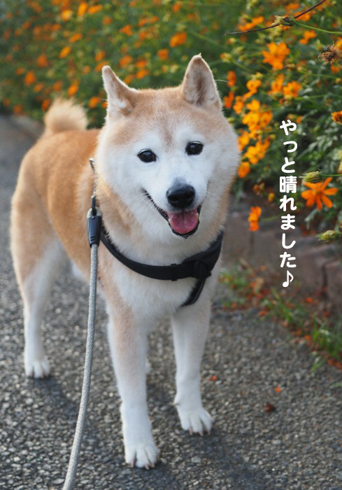 27日夕ブログ2