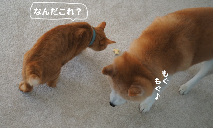 11日夕ブログ８
