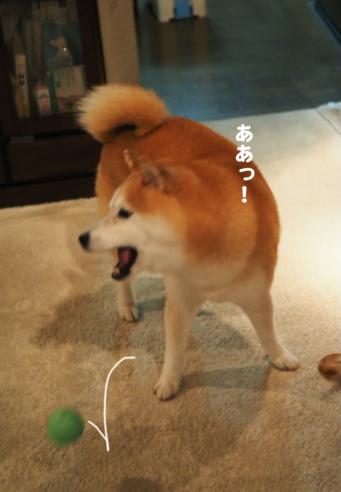 11日夕ブログ６