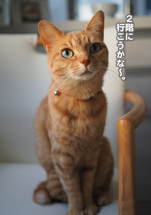 16日夕ブログ４