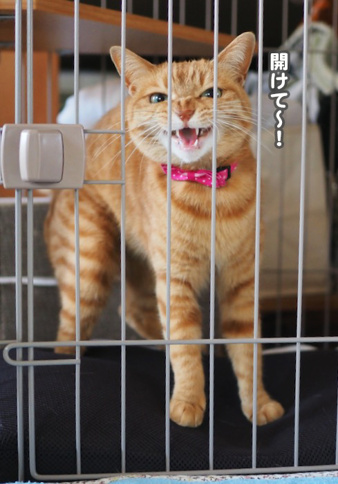 27日夕ブログ４