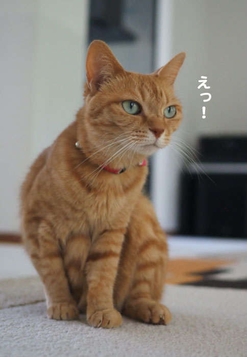 8日夕ブログ6
