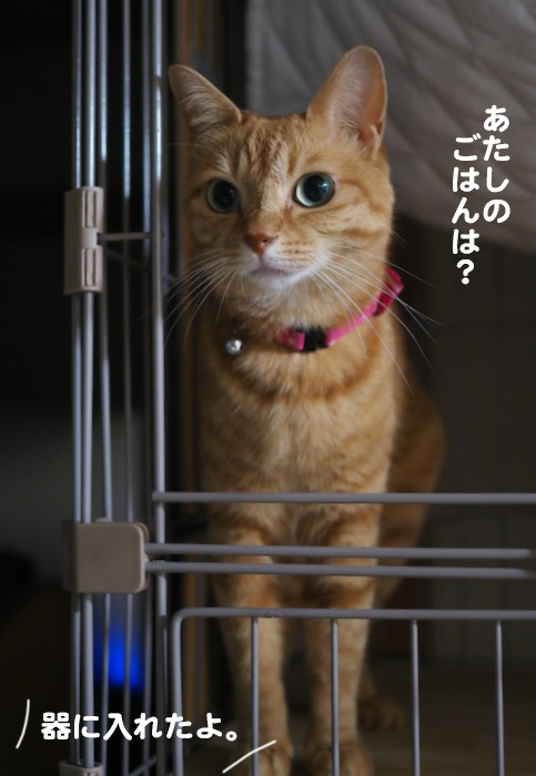21日夕ブログ２