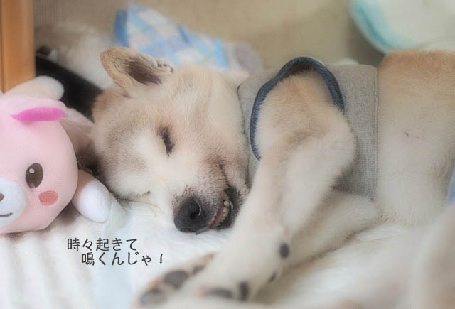 29日ブログ7