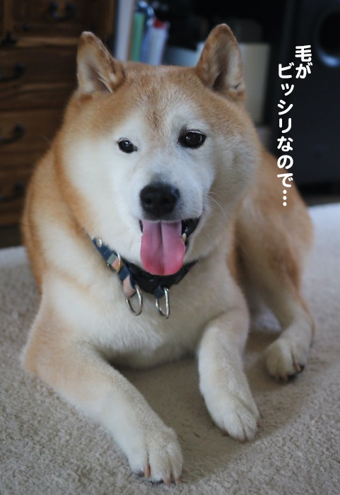 28日夕ブログ３