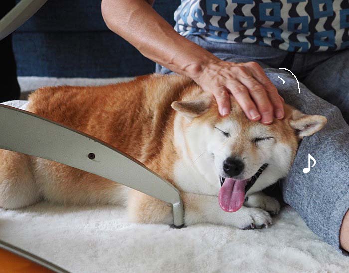抱っこ好き犬 苦手犬 湘南凸凹柴wan日記 Powered By ライブドアブログ 抱っこ好き犬 苦手犬 湘南凸凹柴wan日記 Powered By ライブドアブログ
