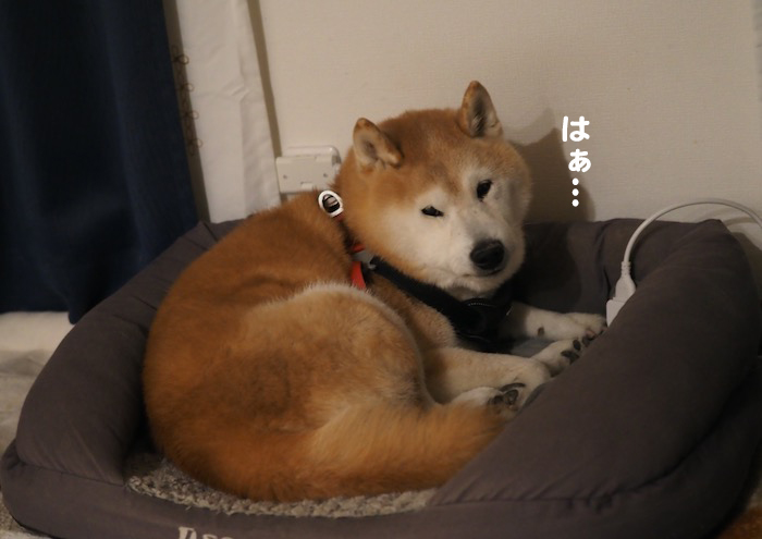 21日夜ブログ３