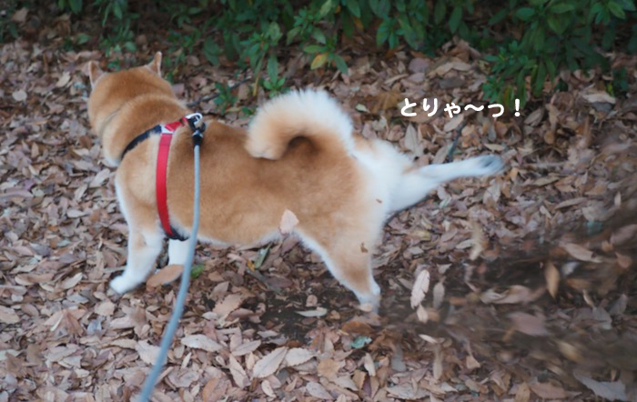 28日夕ブログ９