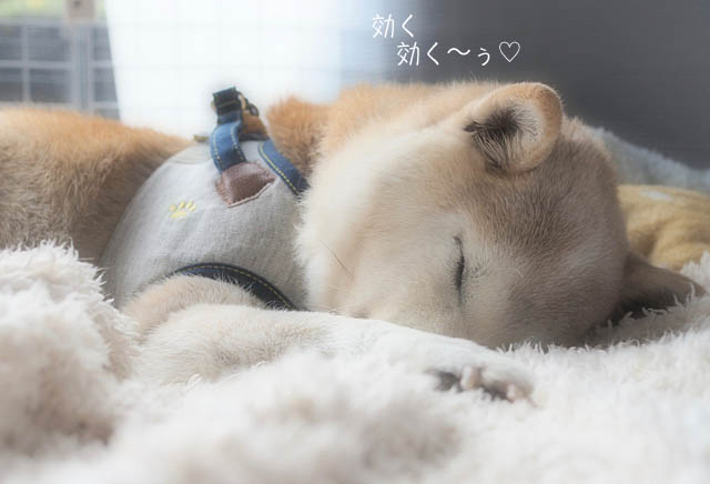 17ブログ7