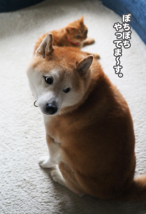 13日夕ブログ１