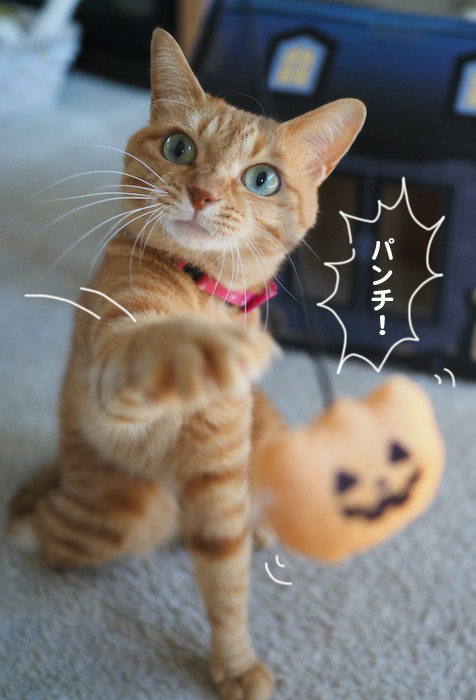 30日ブログ３