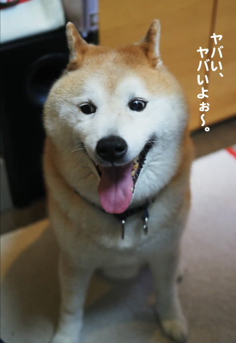 11日夕ブログ８