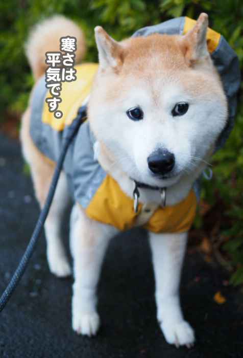 4日夕ブログ４