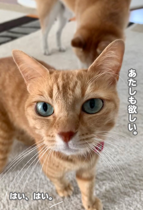 11日夕ブログ１０