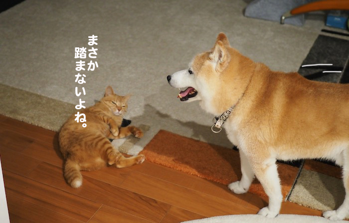 15日夕ブログ３