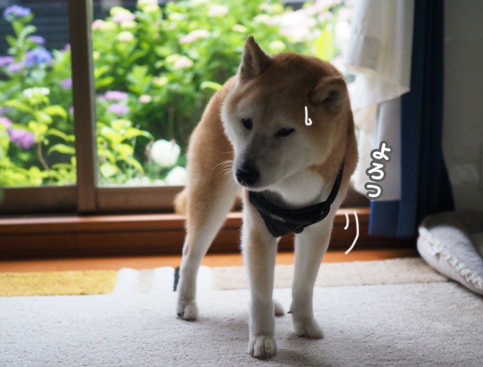 11日夕ブログ３