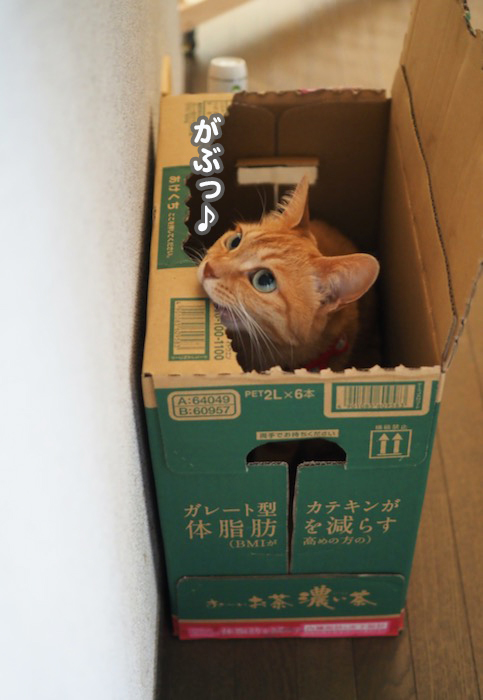 8日夕ブログ４