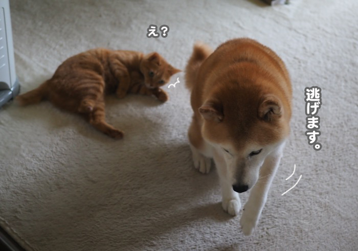 14日夕ブログ４
