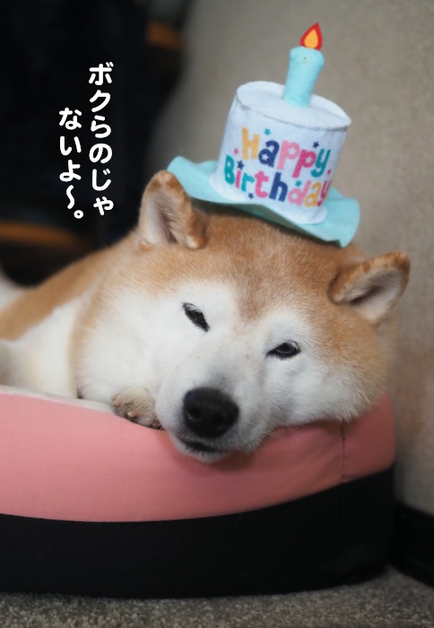 19日夕ブログ３