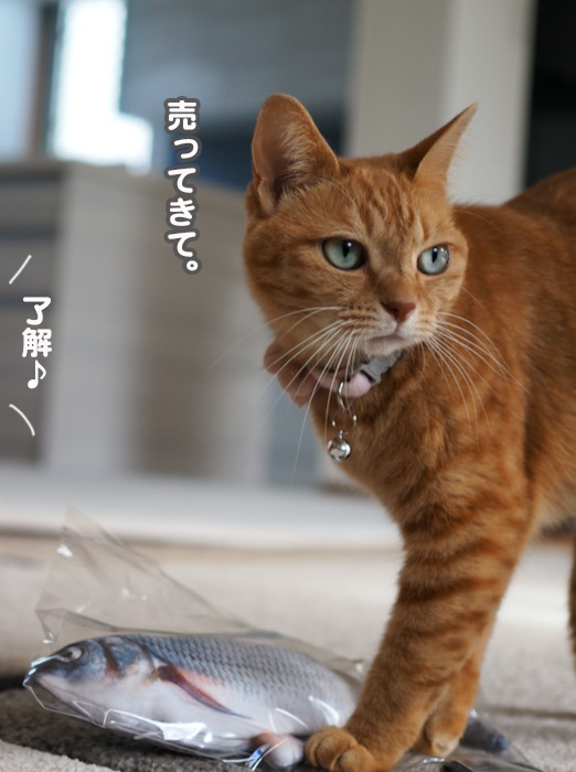 9日夕ブログ６