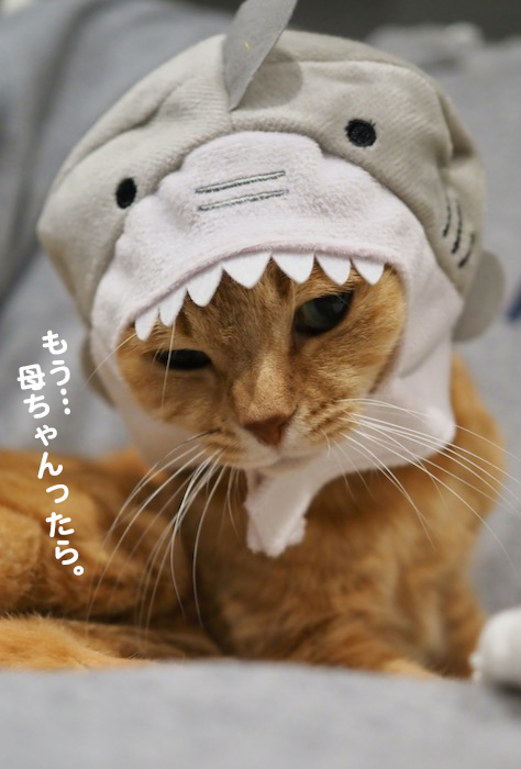 30日夕ブログ４
