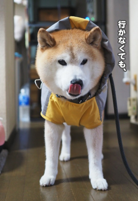16日夕ブログ４