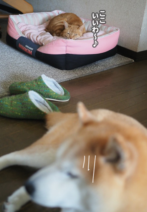 21日夕ブログ５