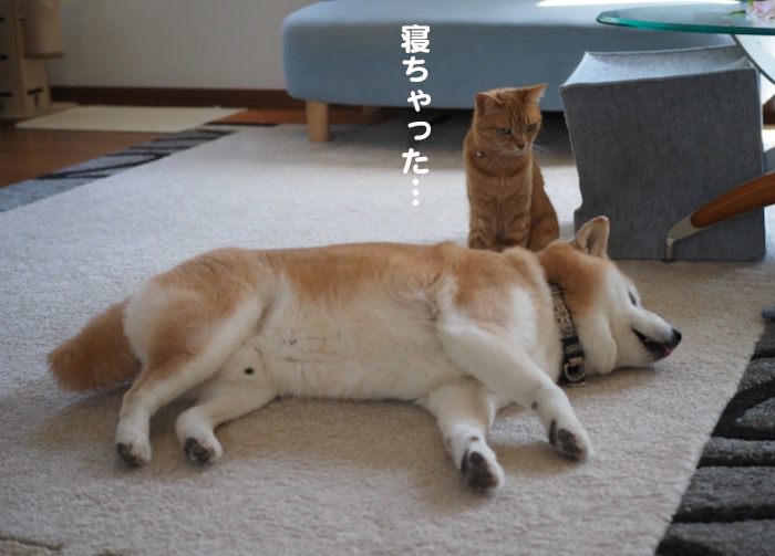 25日夕ブログ6