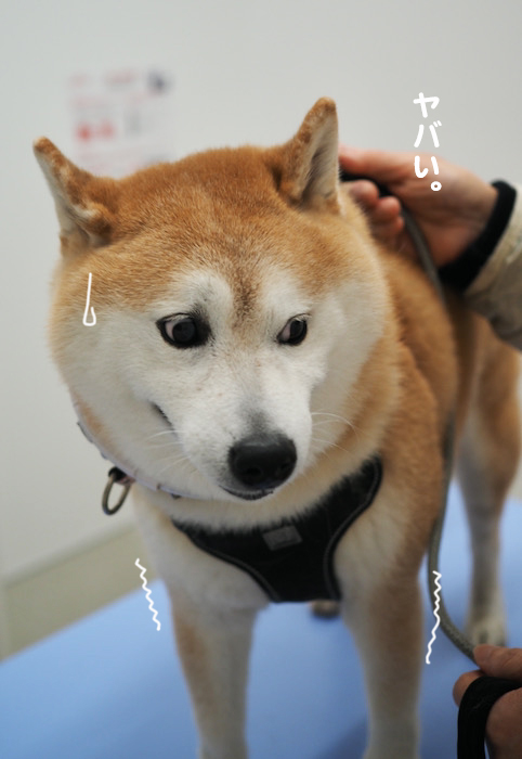 6日夕ブログ７