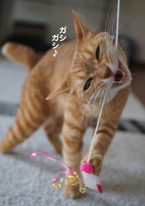 23日夕ブログ7