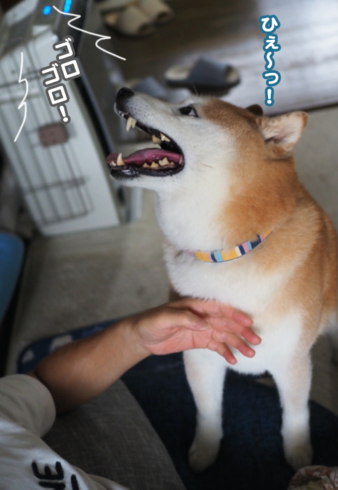 26日夕ブログ６