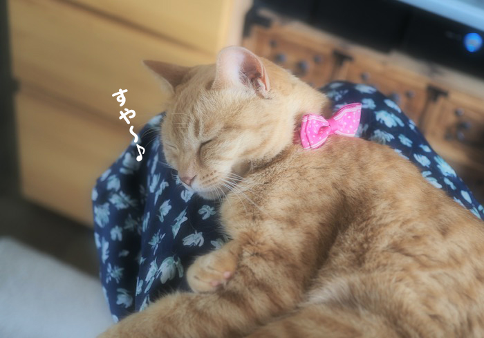 27日夕ブログ２